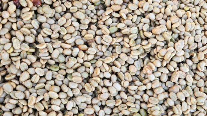 Granos de café recién lavados