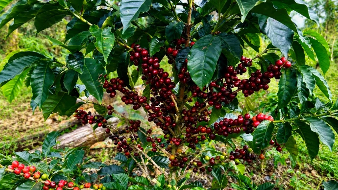 Cerezas de café maduras en la planta