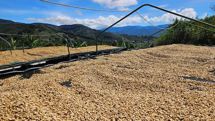 Cama africana secando café lavado